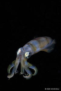 "Pure Magnetism"  Bigfin reef squid - another from my ser... by Debi Henshaw 
